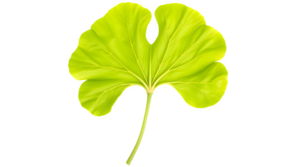 Vibrant lime green leaf with unique shape, isolated on black background.  Perfect for nature, botany, or spring themes.