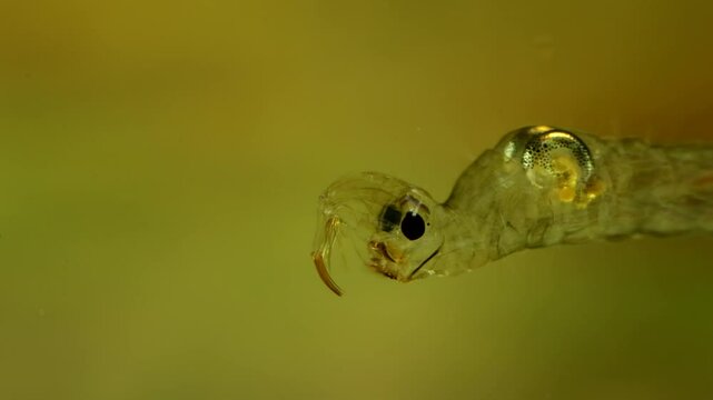 Phantom Midge larvae (Chaoborus sp.) underwater in a pond, drifting slowly backwards and to the right, extreme macro close-up. 