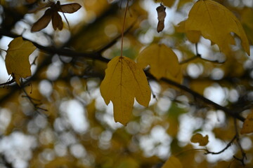 Autumn maple foliage in sunlight Golden leaves macro Fall maple leaf texture Yellow leaf cluster closeup Vibrant autumn leaves on branch Macro yellow maple leaves Autumn tree leaves background