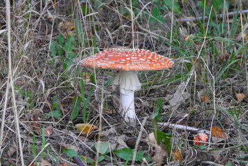 muchomor  © Krzysztof