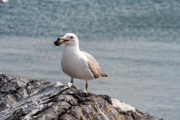 A seagull by the sea