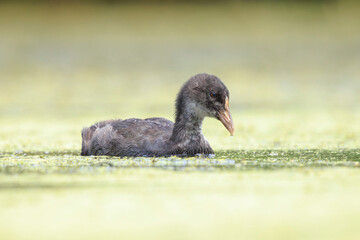 Eurasian Coot juvenile Fulica atra swimming closeup