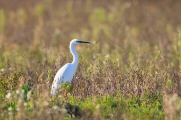 Obraz premium Little Egret, Egretta garzetta, hunting