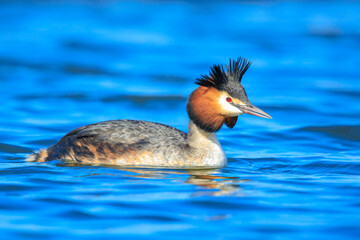 Closeup of a Great crested grebe Podiceps cristatus waterfowl