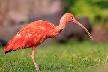 Scarlet Ibis bird Eudocimus ruber foraging on the ground
