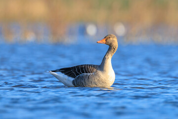 Greylag goose, Anser Anser, swimming in water