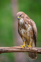 Common buzzard, Buteo Buteo, bird of prey perched