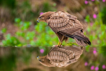 Common buzzard, Buteo Buteo, bird of prey perched