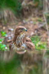 Obraz premium Common buzzard, Buteo Buteo, bird of prey perched