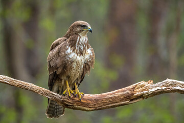Common buzzard, Buteo Buteo, bird of prey perched