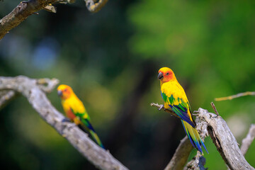 Closeup of sun parakeet or sun conure Aratinga solstitialis, bird.
