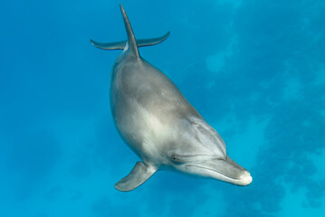 dolphin swimming in the water