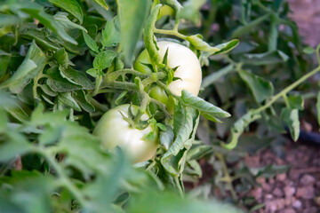 Obraz premium Fresh Green Tomato Growing on a Vibrant Garden Vine