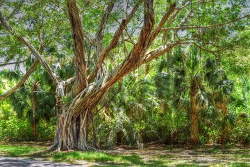 Banyan Tree On Bridge Road Jupiter Island Florida
