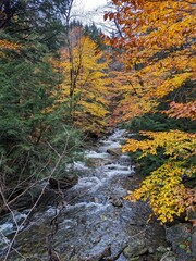 autumn in the forest