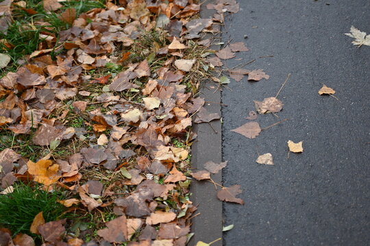 Yellow autumn leaf on asphalt Fallen leaf on sidewalk Yellow leaves on pavement texture Autumn leaves on wet street  foliage on grey concrete Close up of yellow leaf on road - Powered by Adobe
