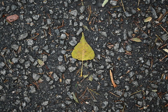 Yellow autumn leaf on asphalt Fallen leaf on sidewalk Yellow leaves on pavement texture Autumn leaves on wet street  foliage on grey concrete Close up of yellow leaf on road - Powered by Adobe