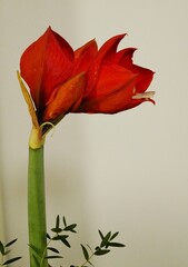 Amarylllis-Blüte 