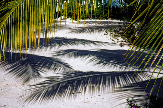 Shadows from Palm Trees in Crystal White Beach