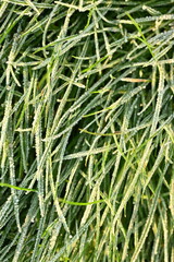 Obraz premium green grass under frost as background, frozen meadow, snowy grass under frost top photo 