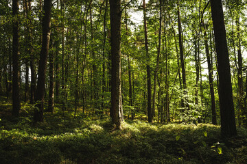 Fototapeta premium The bright sun is shining through the lush trees in the forest