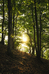 Obraz premium The bright sun is shining beautifully through the tall trees in the forest