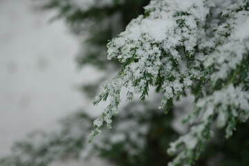 snow-covered branches of a thuja tree, branches under the snow of an evergreen tree, symmetrical...