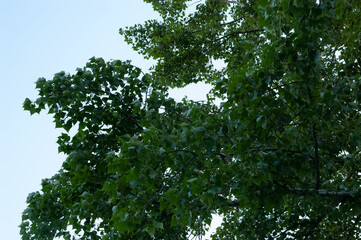 Obraz premium poplar branches with green leaves against the sky