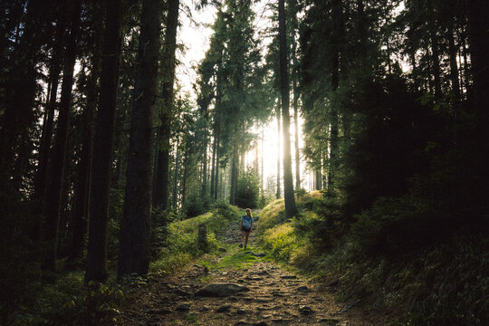 A person walks in a forest with sunlight filtering through trees
