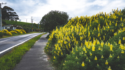 Obraz premium A road going through beautiful coastal town clear sky nice summer day adventure holiday flowers