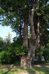 Old trees in the park in Tremezzo	