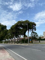 trees on the road
