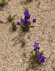 Lovely Purple Wildflower Gentian in Geyser Basin in Yellowstone National Park in Wyoming.
