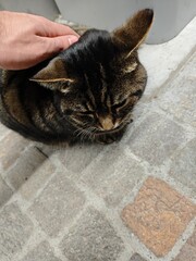 A cute striped cat with black and brown colors