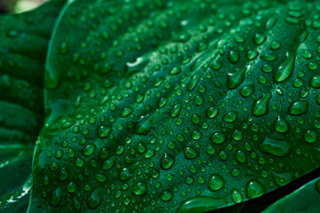 Close-up green leaf water droplets macro nature texture fresh vibrant wet surface natural pattern botanical detail