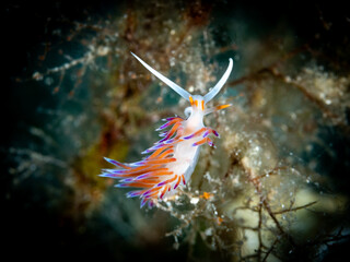 A nudibranch with striking orange, purple, and blue tones gracefully rests on delicate underwater branches. This macro shot highlights the intricate patterns and colors of this marine invertebrat
