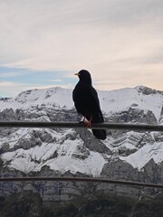 A crow sitting on a perch with Swiss alp mountains in the background during a cloudy autumn day