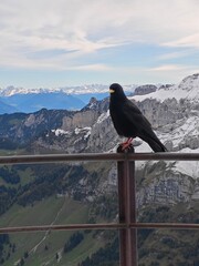 A crow sitting on a perch with Swiss alp mountains in the background during a cloudy autumn day