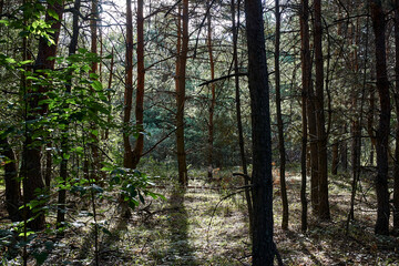 Obraz premium Dense forest trees sunlight filtering through branches lush green foliage natural woodland serene nature scene tranquil atmosphere