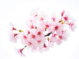 A cluster of soft pink cherry blossoms in full bloom on a white background, showcasing their delicate petals and vibrant spring beauty. Generative AI