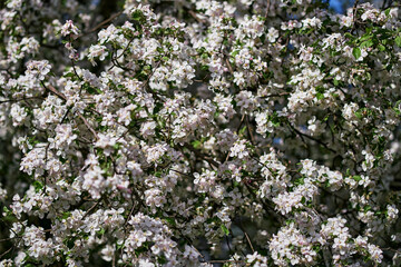 Obraz premium Blossoming apple tree branches covered in white flowers against clear blue sky springtime nature background floral beauty orchard in bloom