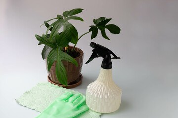 The lobed philodendron stands on the table next to two light green rubber gloves, a napkin and a...
