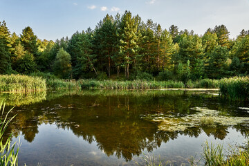Obraz premium Forest lake reflection trees water calm nature serene landscape green foliage reeds peaceful scenic outdoor tranquility summer sunlight clear sky