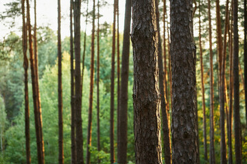 Obraz premium Sunlit forest with tall pine trees vertical trunks sunlight filtering through branches serene natural landscape peaceful woodland nature backgrounds outdoor tranquility forest bathing concepts.