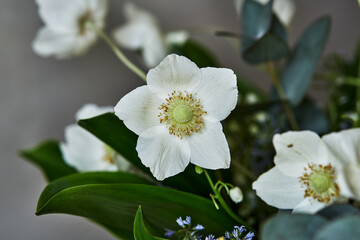 White flower close-up green leaves blurred background delicate petals yellow center nature photography floral macro botanical beauty