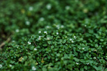 Obraz premium Green ground cover small white flowers dense foliage natural texture close-up nature background lush greenery botanical garden plant life spring growth outdoor vegetation