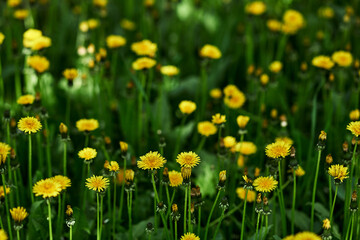 Fototapeta premium Yellow dandelions green grass field close-up bright flowers nature background springtime blooming wildflowers vibrant colors outdoor garden floral meadow lush vegetation sunny day botany plant life