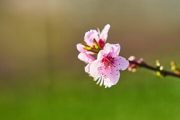 Obraz premium Pink cherry blossom flower close-up on blurred green background spring nature floral beauty delicate petals blooming branch outdoor garden natural light soft focus