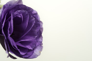 Obraz premium Purple flower close-up macro photography petals texture floral background isolated white