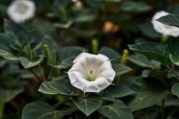 Datura white flower close-up green leaves nature plant bloom garden flora macro photography